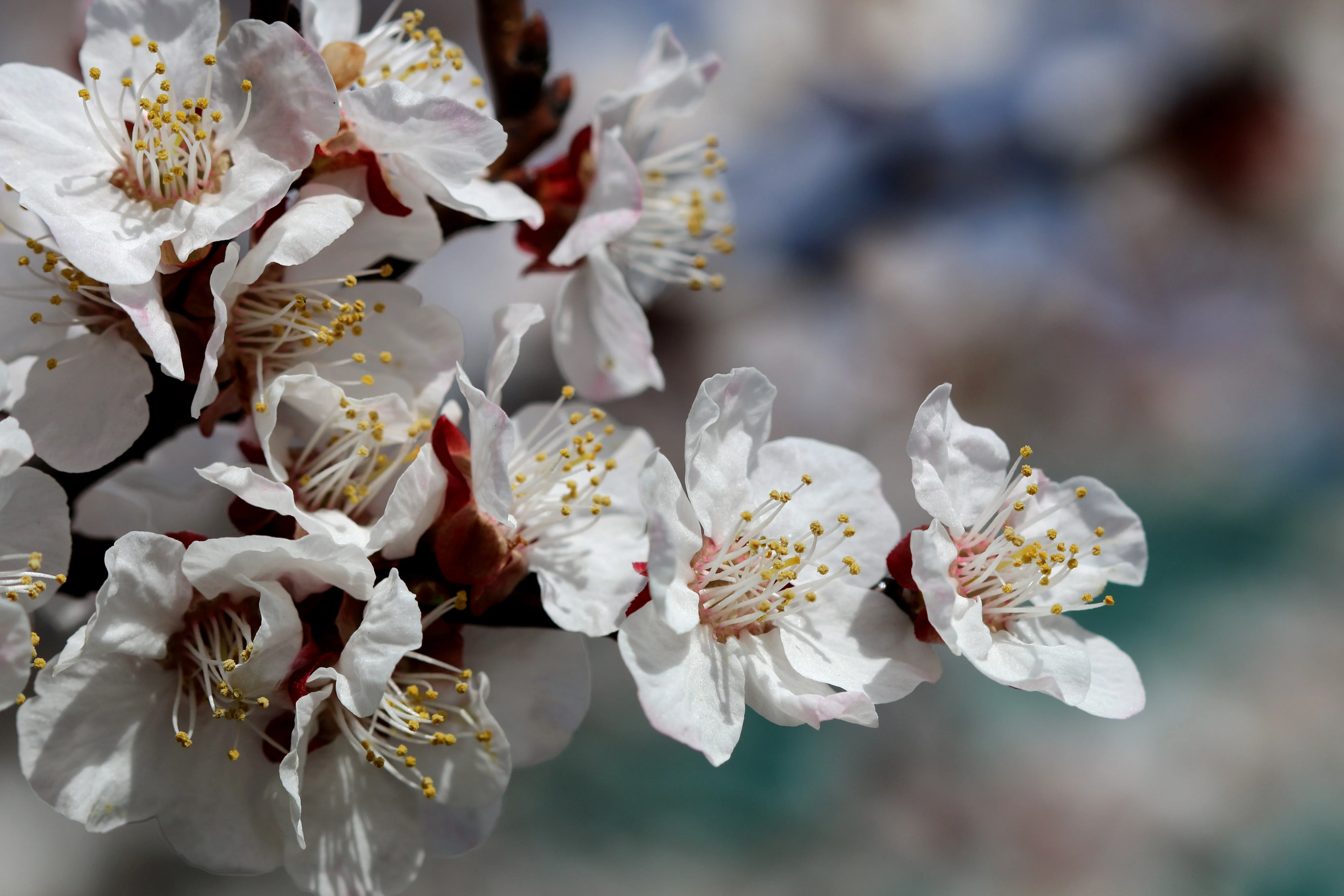 {'en': 'Incompatibilities between LibreLink 2 Plus and Diabox', 'es': 'Incompatibilidades entre Librelink 2 PLUS y Diabox'} Image