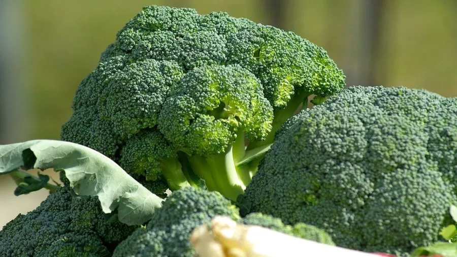 {'en': 'The broccoli, possible secret weapon against type 2 diabetes', 'es': 'El brócoli, posible arma secreta contra la diabetes tipo 2'} Image {'en': 'The broccoli, possible secret weapon against type 2 diabetes', 'es': 'El brócoli, posible arma secreta contra la diabetes tipo 2'} Image