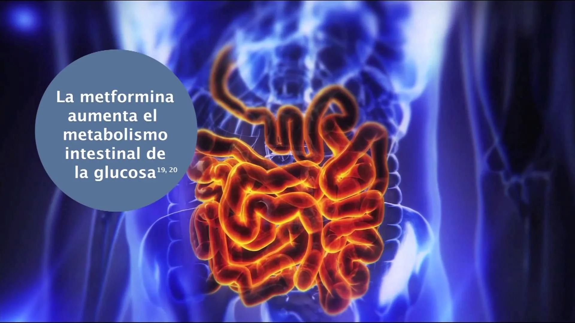 {'en': 'Effects of immediate and prolonged liberation metformin (study)', 'es': 'Efectos de la Metformina de liberación inmediata y prolongada (Estudio)'} Image {'en': 'Effects of immediate and prolonged liberation metformin (study)', 'es': 'Efectos de la Metformina de liberación inmediata y prolongada (Estudio)'} Image