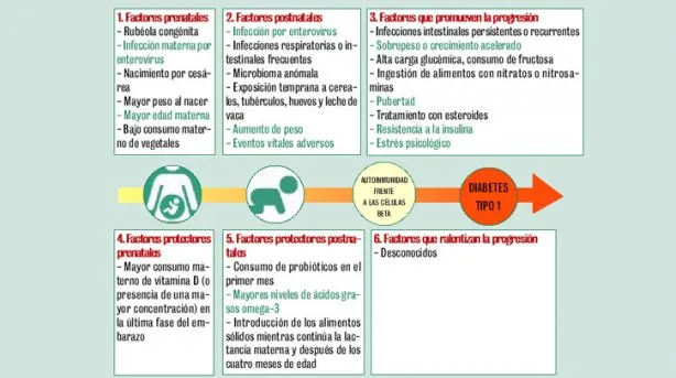 {'en': 'Environmental risk factors gain weight in type 1 diabetes', 'es': 'Los factores de riesgo ambientales ganan peso en la diabetes tipo 1'} Image {'en': 'Environmental risk factors gain weight in type 1 diabetes', 'es': 'Los factores de riesgo ambientales ganan peso en la diabetes tipo 1'} Image
