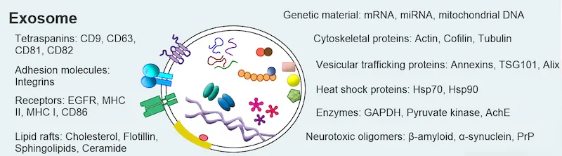 {'en': 'They find a possible cause of the immune attacks of type 1 diabetes', 'es': 'Hallan una posible causa de los ataques inmunes de la diabetes tipo 1'} Image {'en': 'They find a possible cause of the immune attacks of type 1 diabetes', 'es': 'Hallan una posible causa de los ataques inmunes de la diabetes tipo 1'} Image
