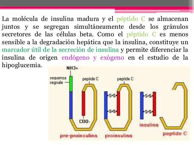 {'en': 'Pepid C and the end of the "honeymoon"', 'es': 'Peptido C y el final de la "luna de miel"'} Image {'en': 'Pepid C and the end of the "honeymoon"', 'es': 'Peptido C y el final de la "luna de miel"'} Image