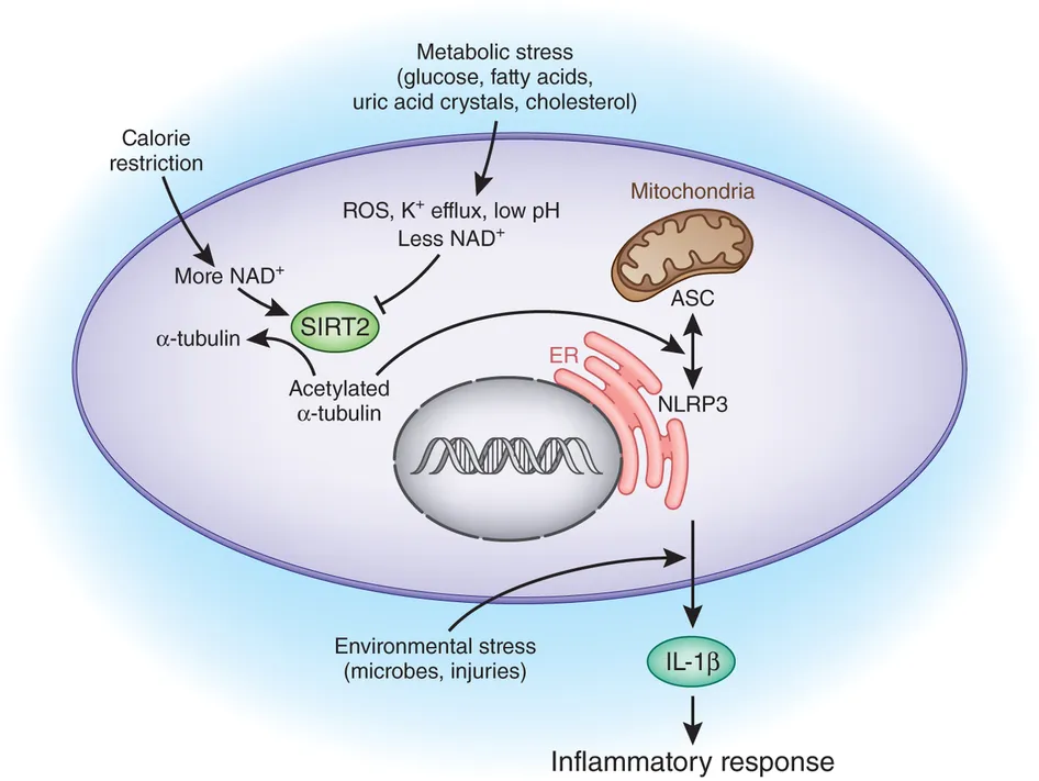 {'en': 'Tips to avoid cell inflammation', 'es': 'Consejos para evitar la inflamación celular'} Image {'en': 'Tips to avoid cell inflammation', 'es': 'Consejos para evitar la inflamación celular'} Image